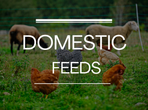 Domestic Feeds